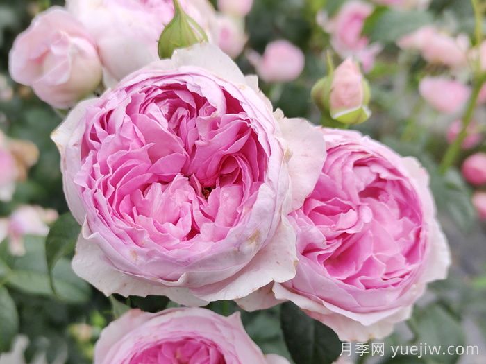 熱門50種月季花品種展示，每一種都獨特美麗(圖13)