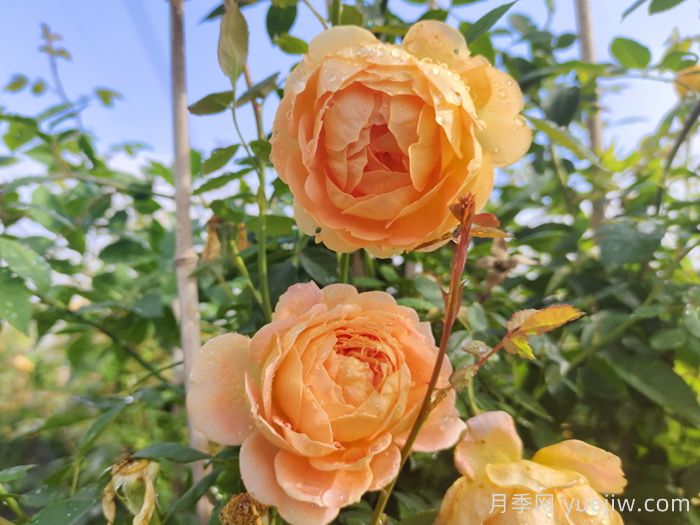 熱門50種月季花品種展示，每一種都獨特美麗(圖14)