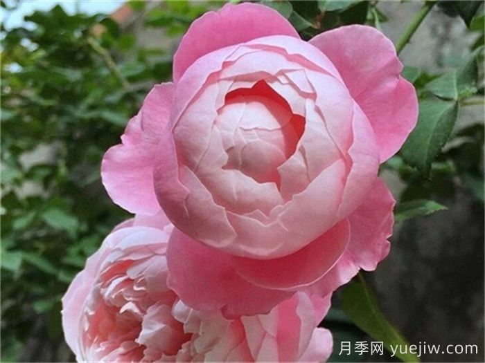 熱門50種月季花品種展示，每一種都獨特美麗(圖17)