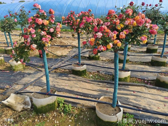 月季3年沒換土，新芽卻茂盛，如何做的？(圖2)