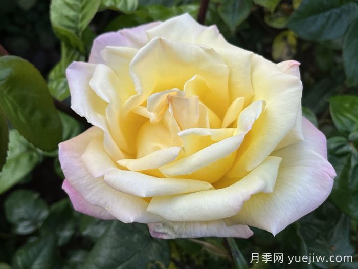 五種大花月季品種，花香濃郁，花朵巴掌大(圖2)