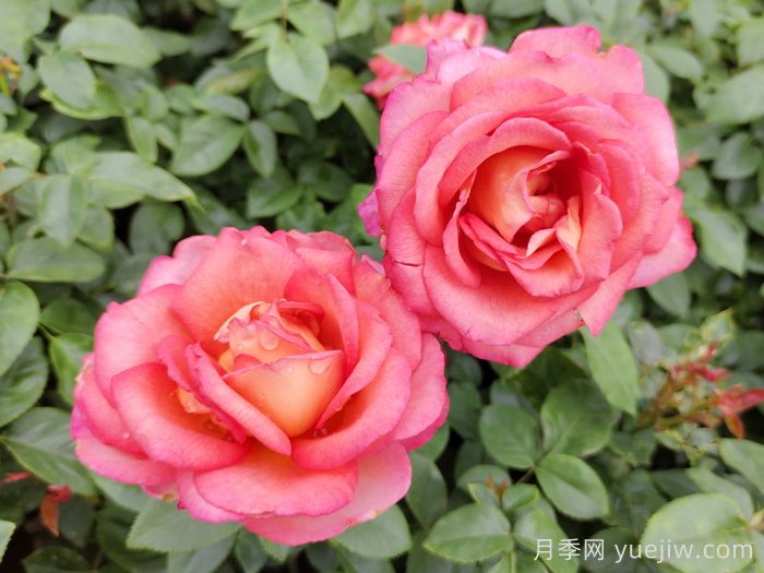 五種大花月季品種，花香濃郁，花朵巴掌大(圖4)