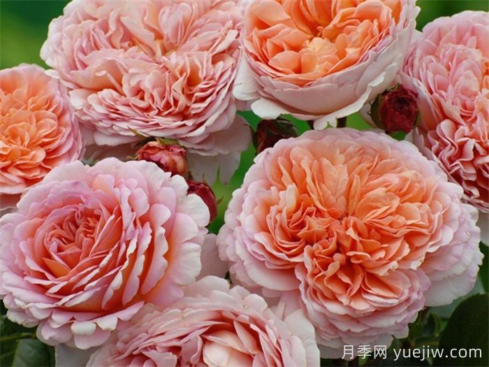 15款經(jīng)典月季花，好看好養(yǎng)，月季花開(kāi)看花海！(圖2)