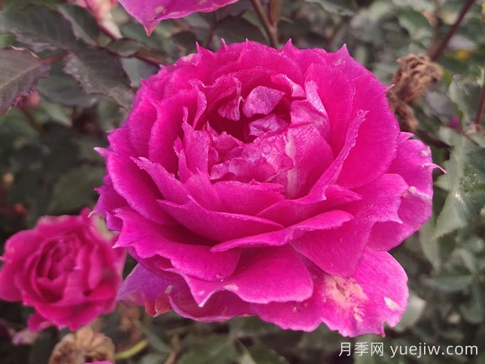 15款經(jīng)典月季花，好看好養(yǎng)，月季花開(kāi)看花海！(圖5)
