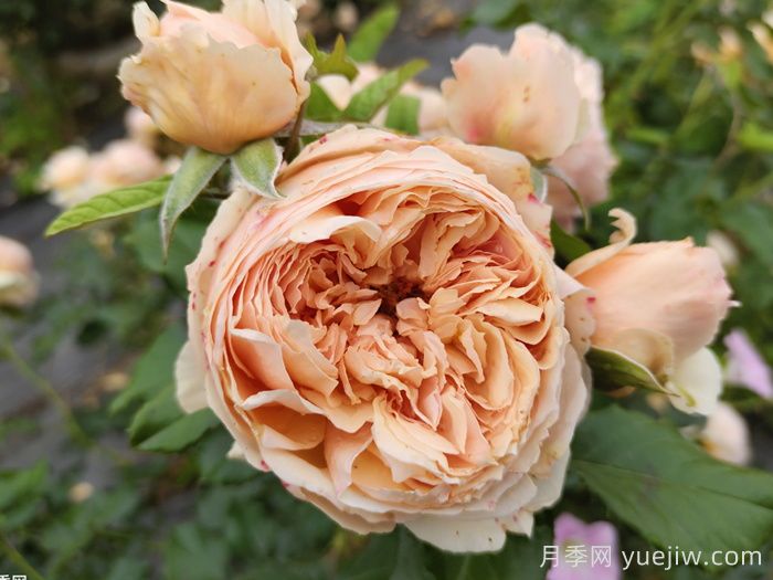 15款經(jīng)典月季花，好看好養(yǎng)，月季花開(kāi)看花海！(圖6)