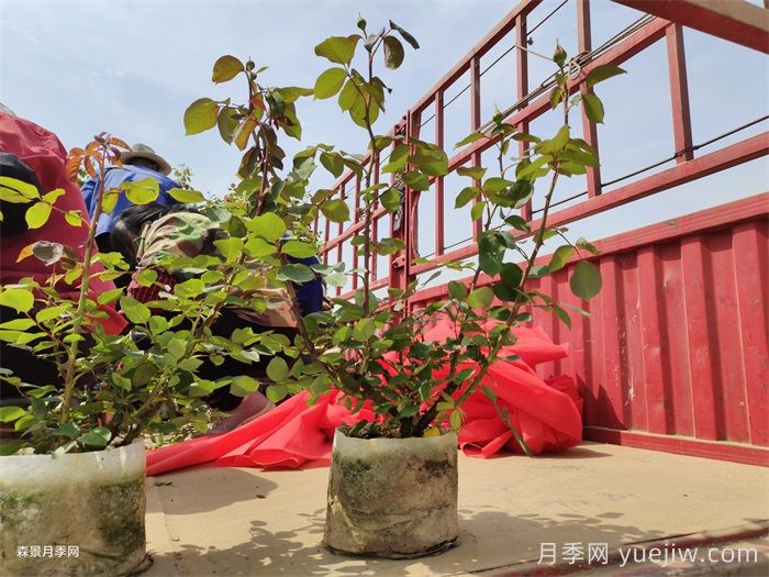 盆栽月季花朵為什么越開越?。糠乐无k法有5點(diǎn)(圖1)