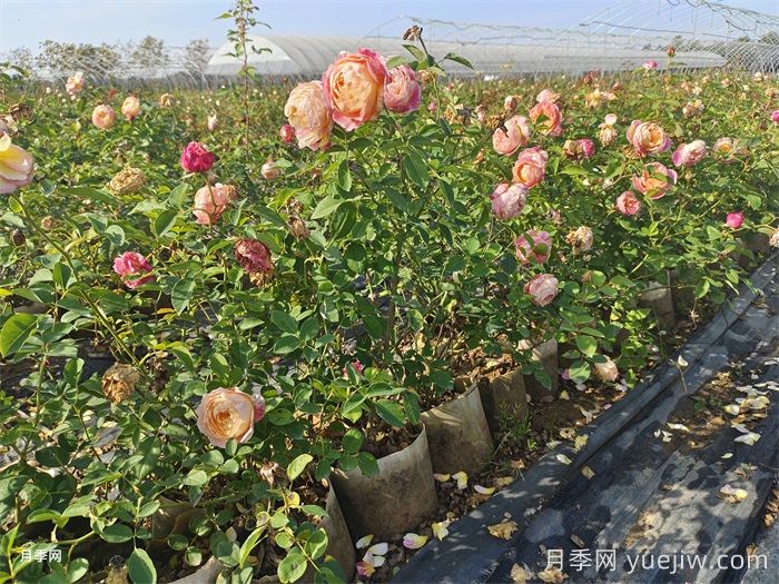 月季葉片發(fā)黃？黃葉的處理辦法(圖1)