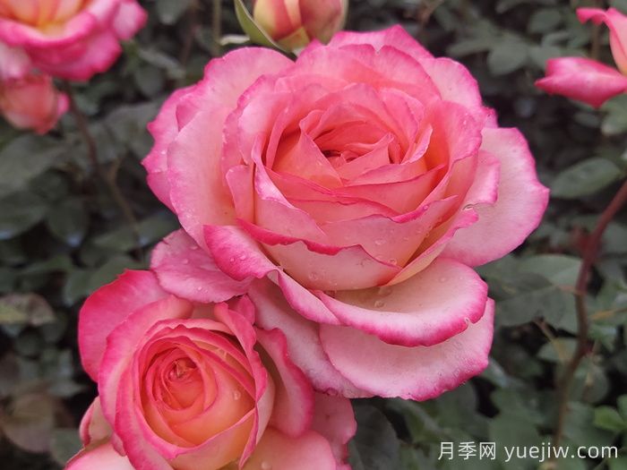 據(jù)說大花月季有上萬個品種？大花月季品種大全(圖3)