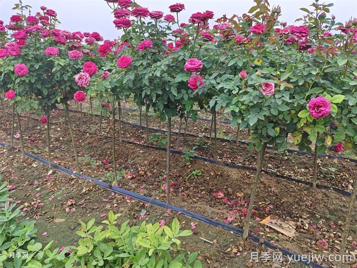 月季花的簡單養(yǎng)護(hù)技巧(圖1)
