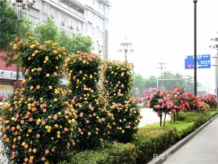 造型月季花球在城市園林綠化中的應(yīng)用(圖2)