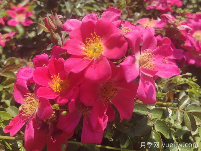 地被月季：城鄉(xiāng)綠化園林美化的優(yōu)秀選擇（附常用品種）(圖5)