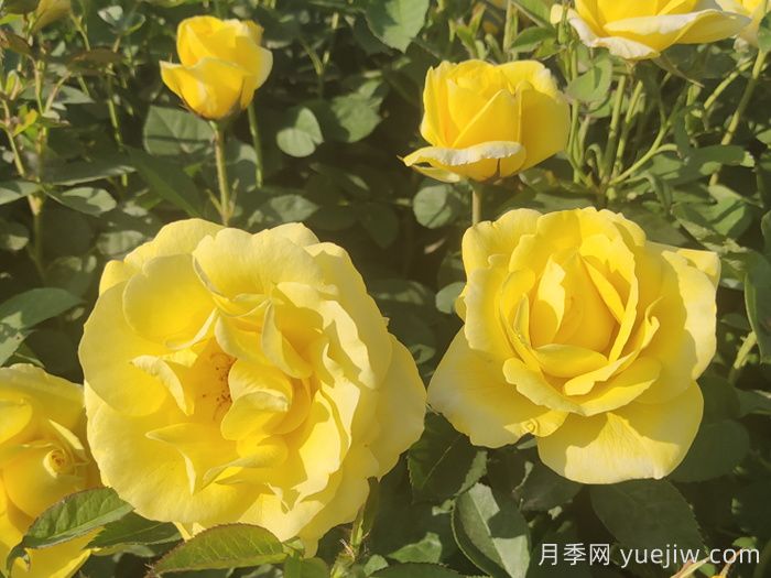 大花月季主要有哪些花色和品種？(圖4)