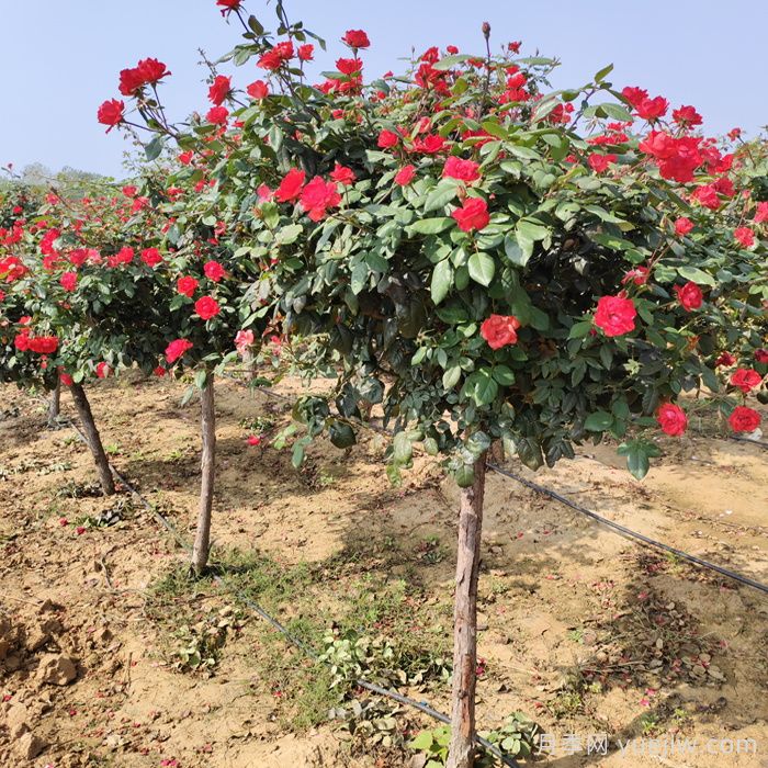 夏季養(yǎng)月季花，澆水施肥哪些是重點？(圖2)
