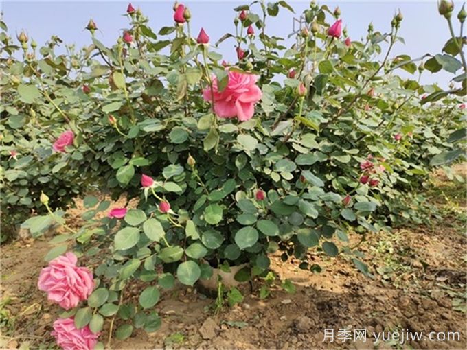 月季又細(xì)又長怎么辦？如何讓月季長得矮壯？(圖2)