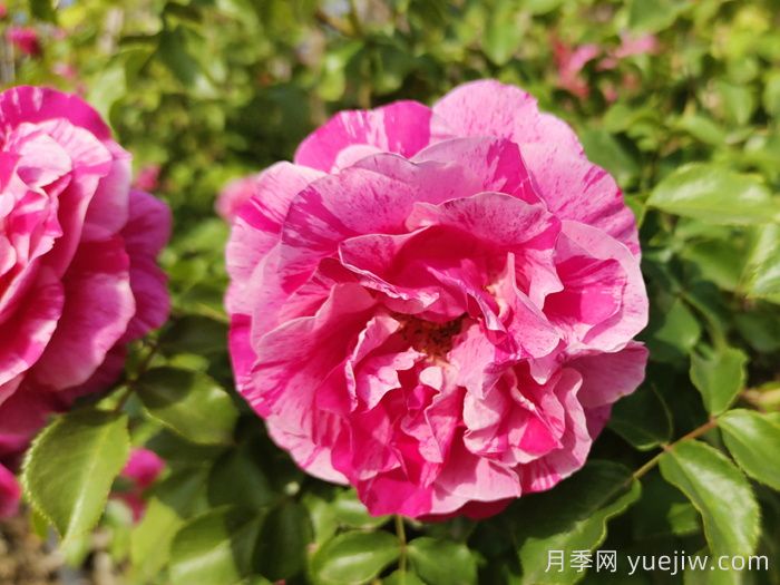 月季推薦，伊蕾莎斯特月季(圖1)