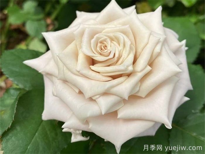 條件有限，適合陽臺的12款月季(圖4)