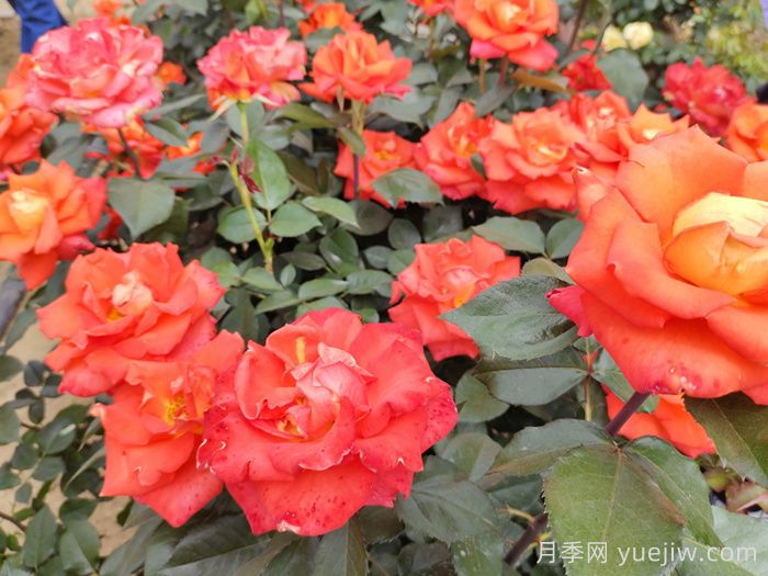 月季花施肥需要注意什么？(圖1)
