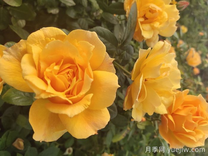 談?wù)劕F(xiàn)代月季在園林景觀中的應(yīng)用(圖1)