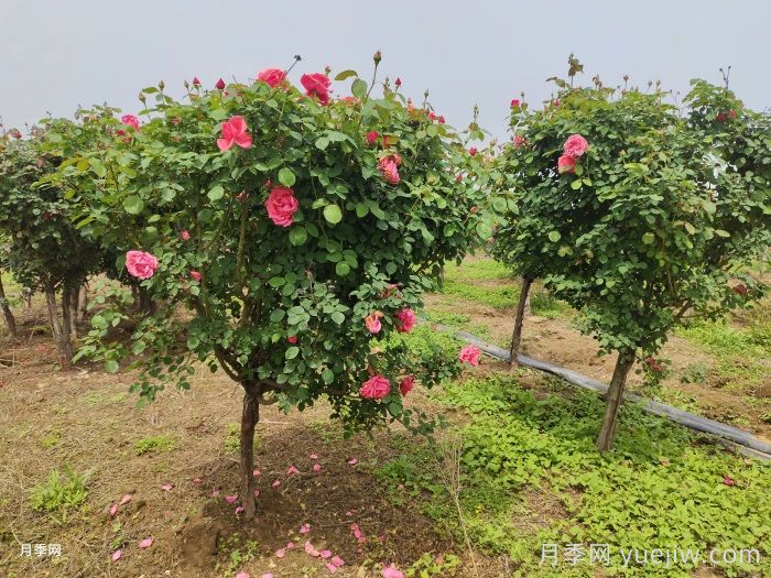 夏天月季為什么往往開得不太好？原因在這里(圖2)