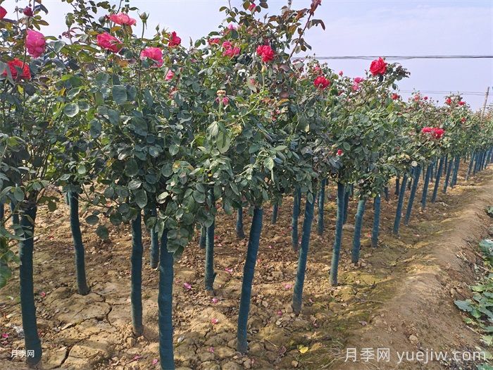 夏季月季種植后的注意事項(xiàng)(圖2)