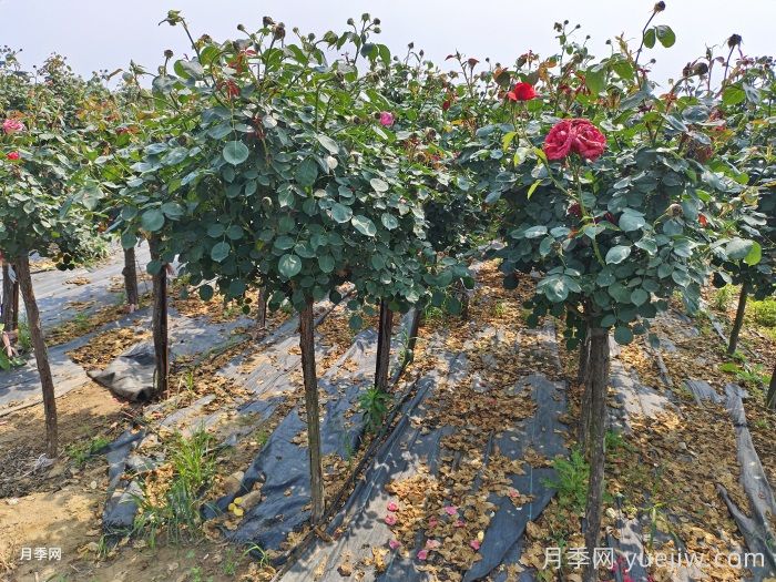 月季變花月季樹的技巧，歐月花苞滿樹冠(圖2)