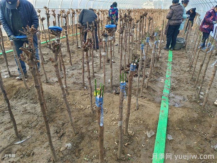 月季變花月季樹的技巧，歐月花苞滿樹冠(圖3)