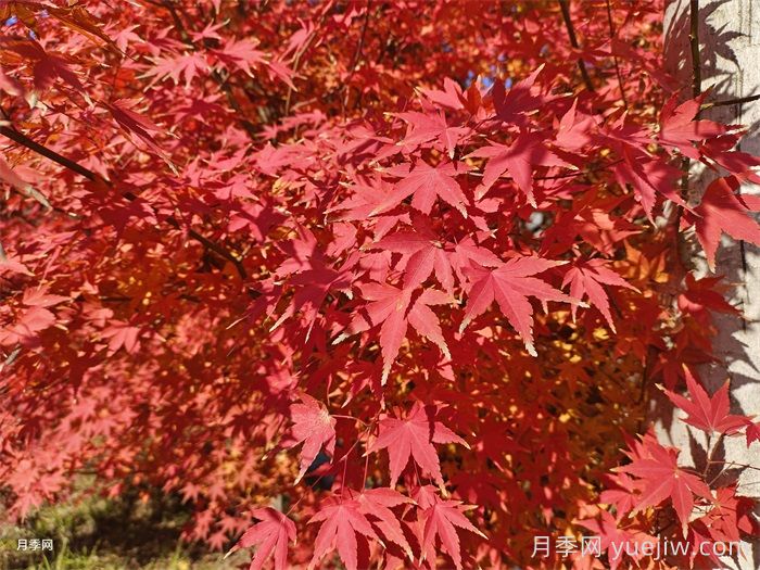 入秋紅楓如何養(yǎng)護？秋天葉子鮮紅似火(圖1)
