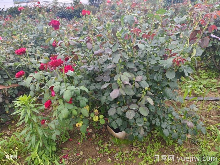 ?夏天月季黑桿怎么救？(圖1)