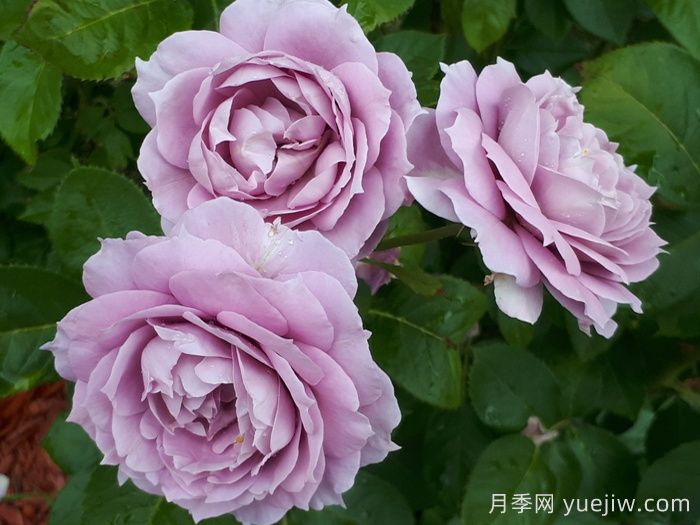推薦10款藍(lán)紫色系月季品種，總有一款你喜歡(圖2)