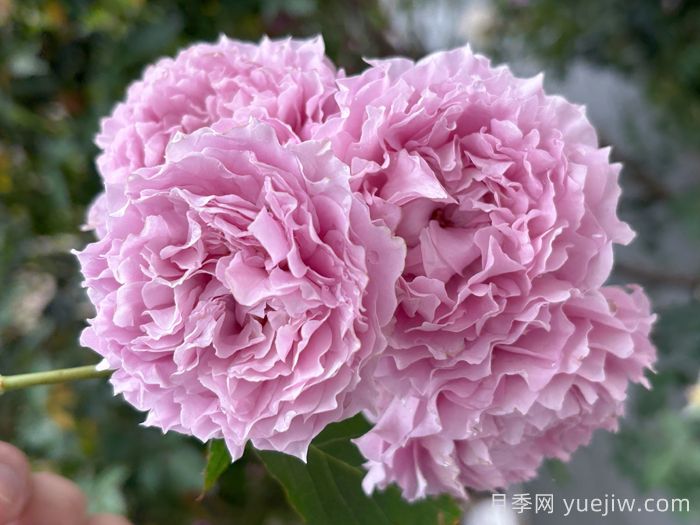 蓮華月季(圖1)