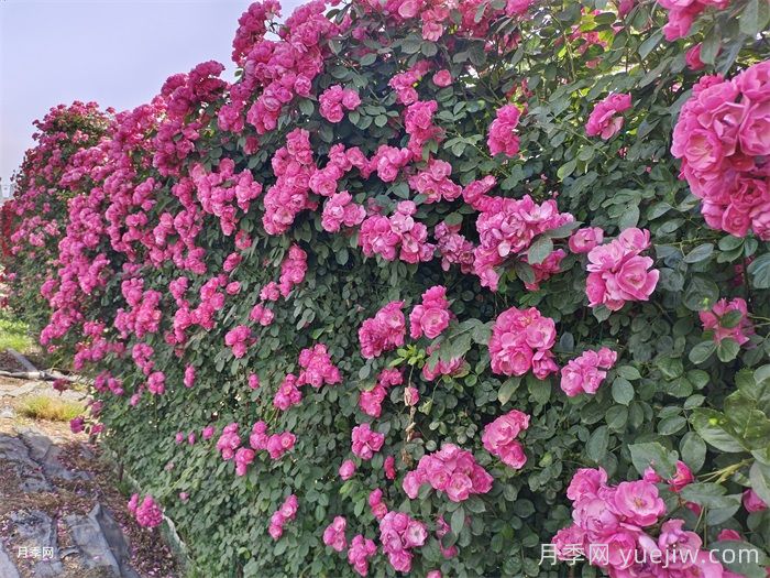 夏天可以給藤本月季塑型嗎？(圖1)