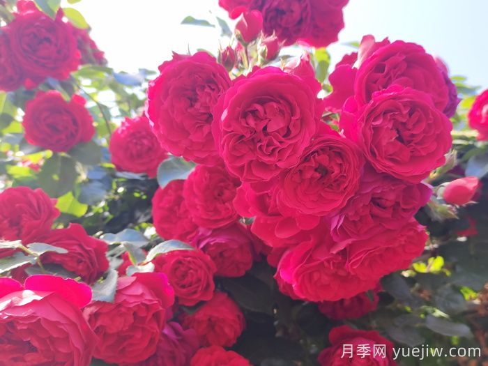 推薦10款經(jīng)典的藤本月季排行榜，你喜歡哪個(gè)？(圖1)