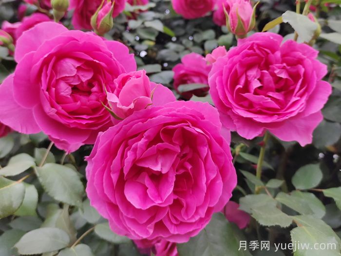 推薦10款經(jīng)典的藤本月季排行榜，你喜歡哪個(gè)？(圖3)