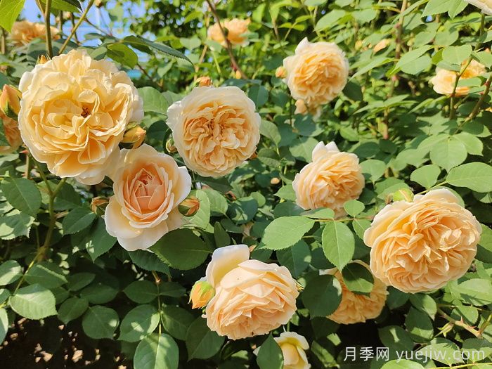 推薦10款經(jīng)典的藤本月季排行榜，你喜歡哪個(gè)？(圖6)