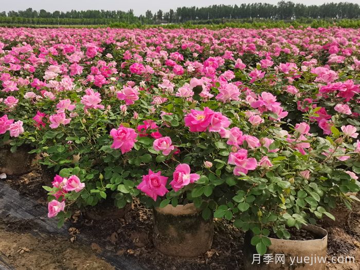 月季核心產(chǎn)區(qū)，河南南陽月季產(chǎn)業(yè)蝶變升級(jí)(圖3)