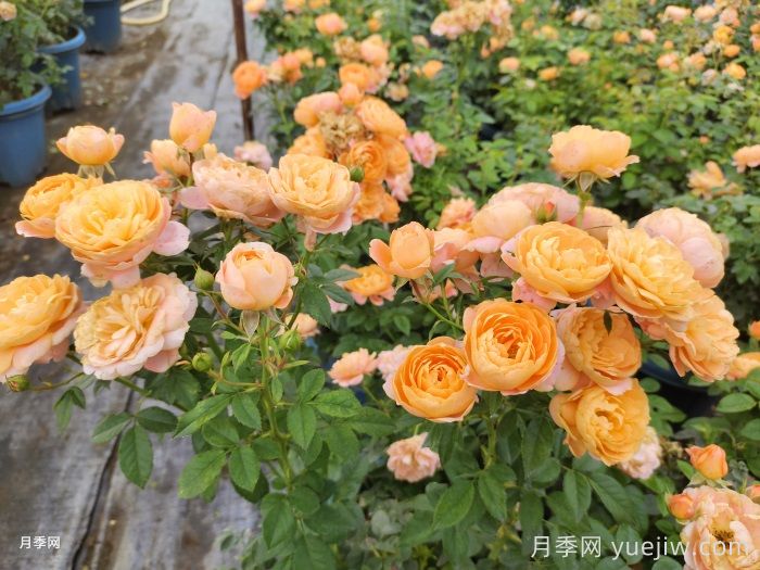 如果只能養(yǎng)一盆月季，我只要果汁陽臺(圖2)