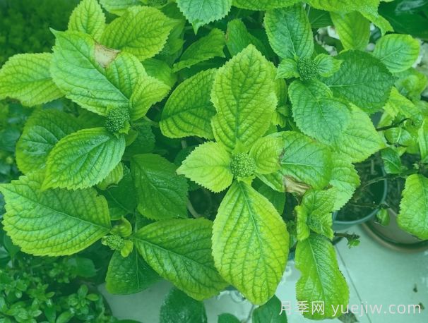 繡球葉片發(fā)黃焦邊？原因總結和對應解決方法(圖1)