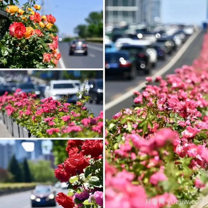 北京月季花開滿城，一路繁花相伴美好(圖1)