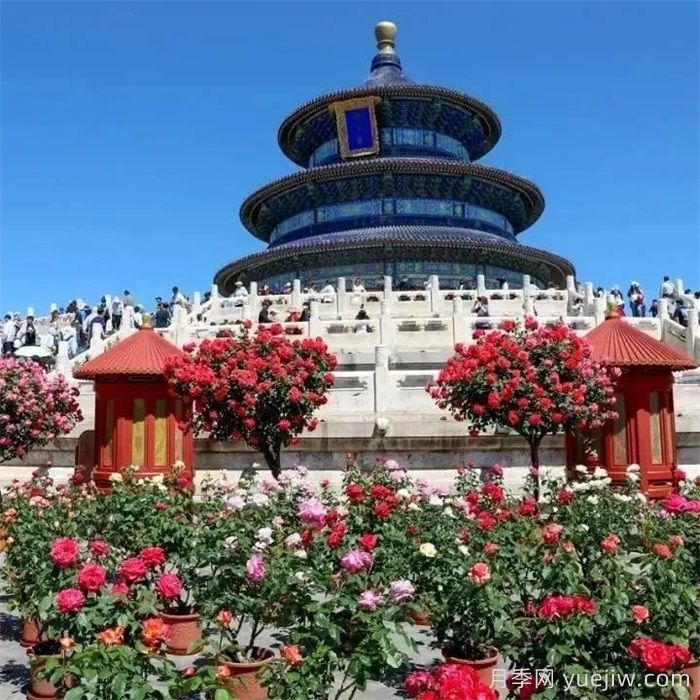 北京月季花開滿城，一路繁花相伴美好(圖4)