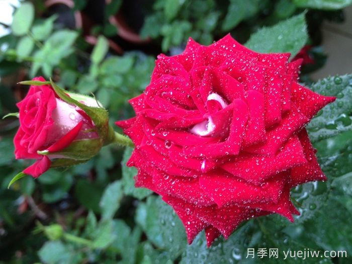 月季介紹，自由鐘月季(圖1)