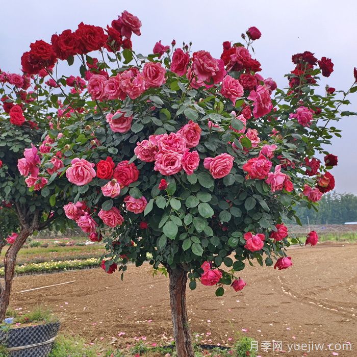 月季樹(shù)一年花開(kāi)200多天，適合園林工程和庭院栽種(圖1)