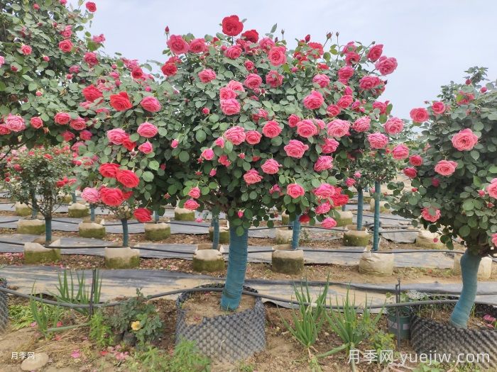 打造有品位的庭院花園景觀(圖1)