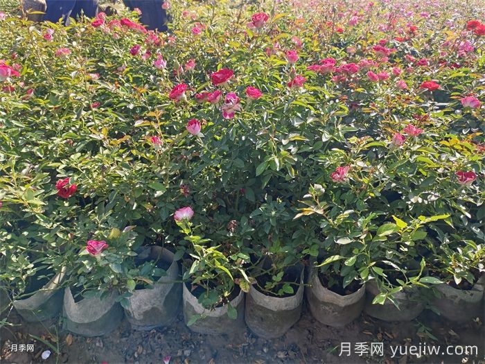 豐花月季的養(yǎng)殖方法和注意事項(xiàng)(圖2)