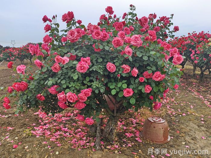 月季怎么養(yǎng)才長得好？按照這4點(diǎn)來做(圖1)