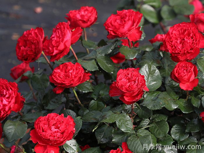 茶花女月季枝條刺很多嗎？(圖1)