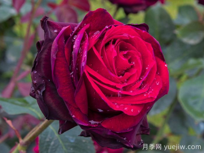 鮮切玫瑰品種有多少？花藝常用65種玫瑰品種介紹(圖2)