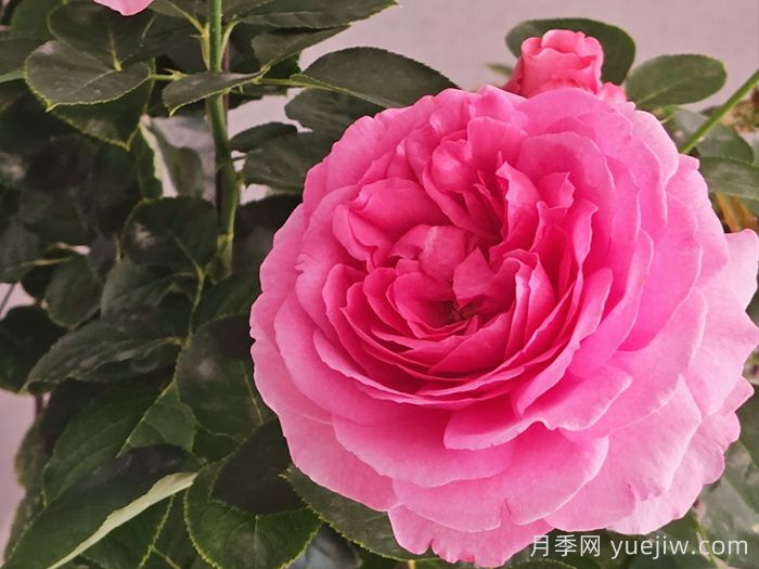 鮮切玫瑰品種有多少？花藝常用65種玫瑰品種介紹(圖7)