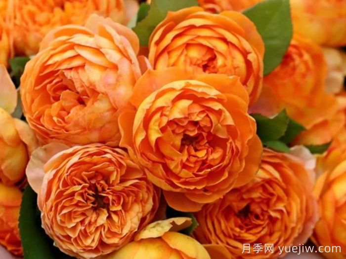 鮮切玫瑰品種有多少？花藝常用65種玫瑰品種介紹(圖10)