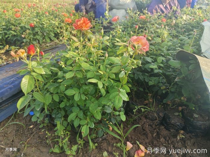 月季黑斑了，黑斑病怎么治呢？(圖1)