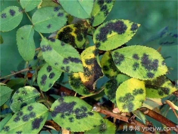 月季黑斑病的癥狀特點和防治方法(圖1)